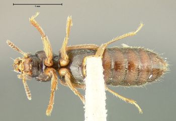 Media type: image;   Entomology 24068 Aspect: habitus ventral view